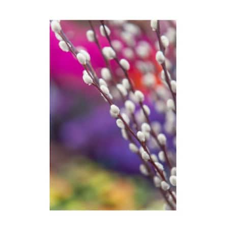 Jenny Rainbow Fine Art 'Spring Willow Branch' Canvas Art,12x19